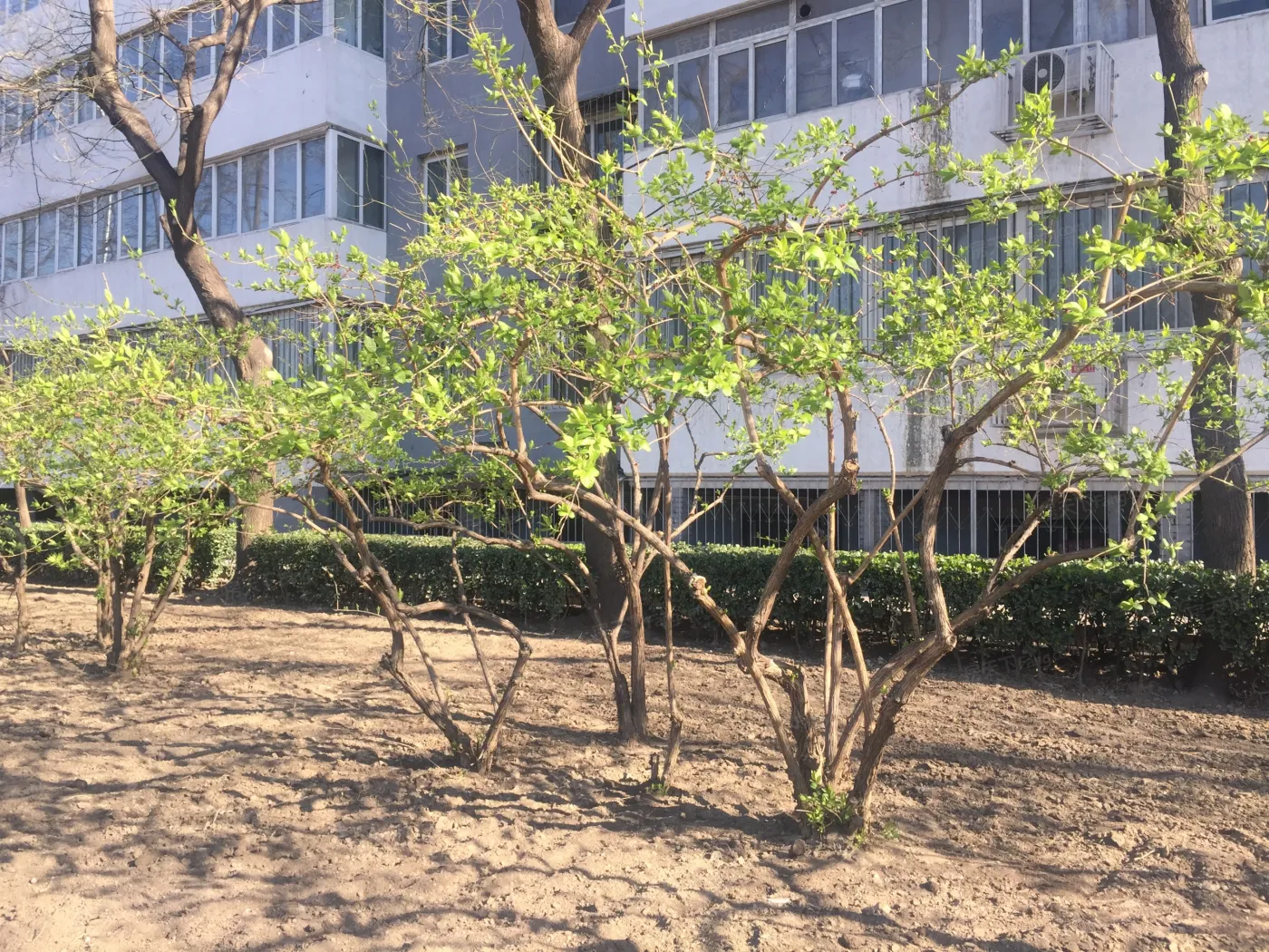德胜门西大街64号1室1厅1卫南朝向6500.00元/月出租