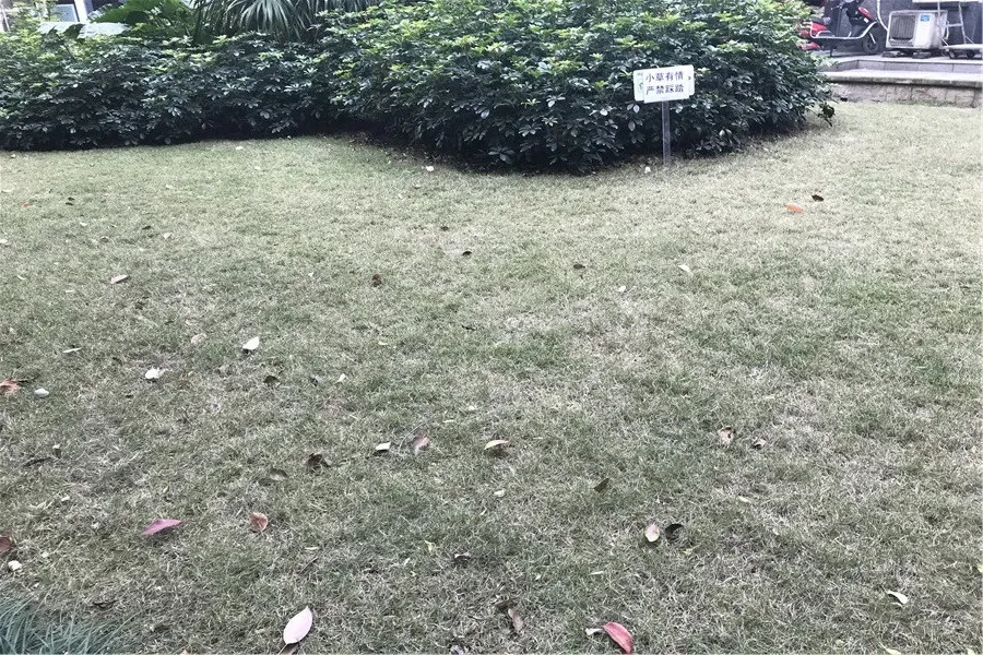 置信丽都花园A区4室2厅2卫南朝向4800.00元/月出租