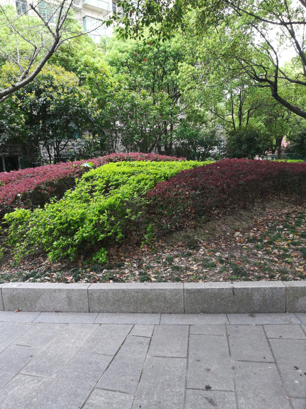 文馨苑实景图-环境绿化