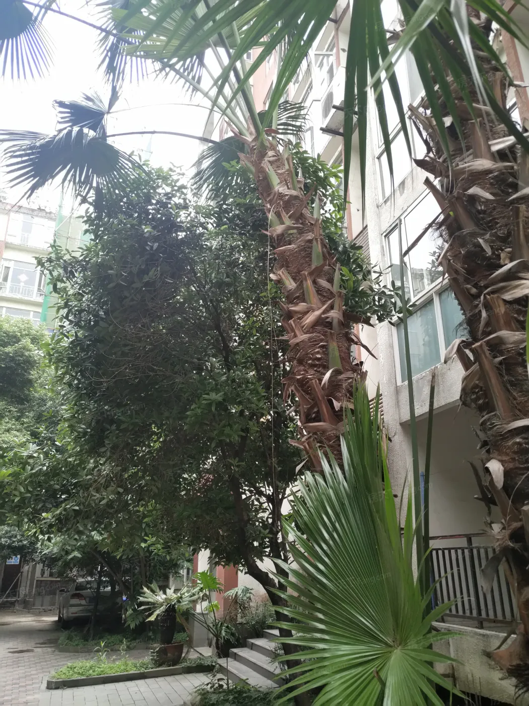 海棠丽景3室2厅2卫西南朝向1900.00元/月出租