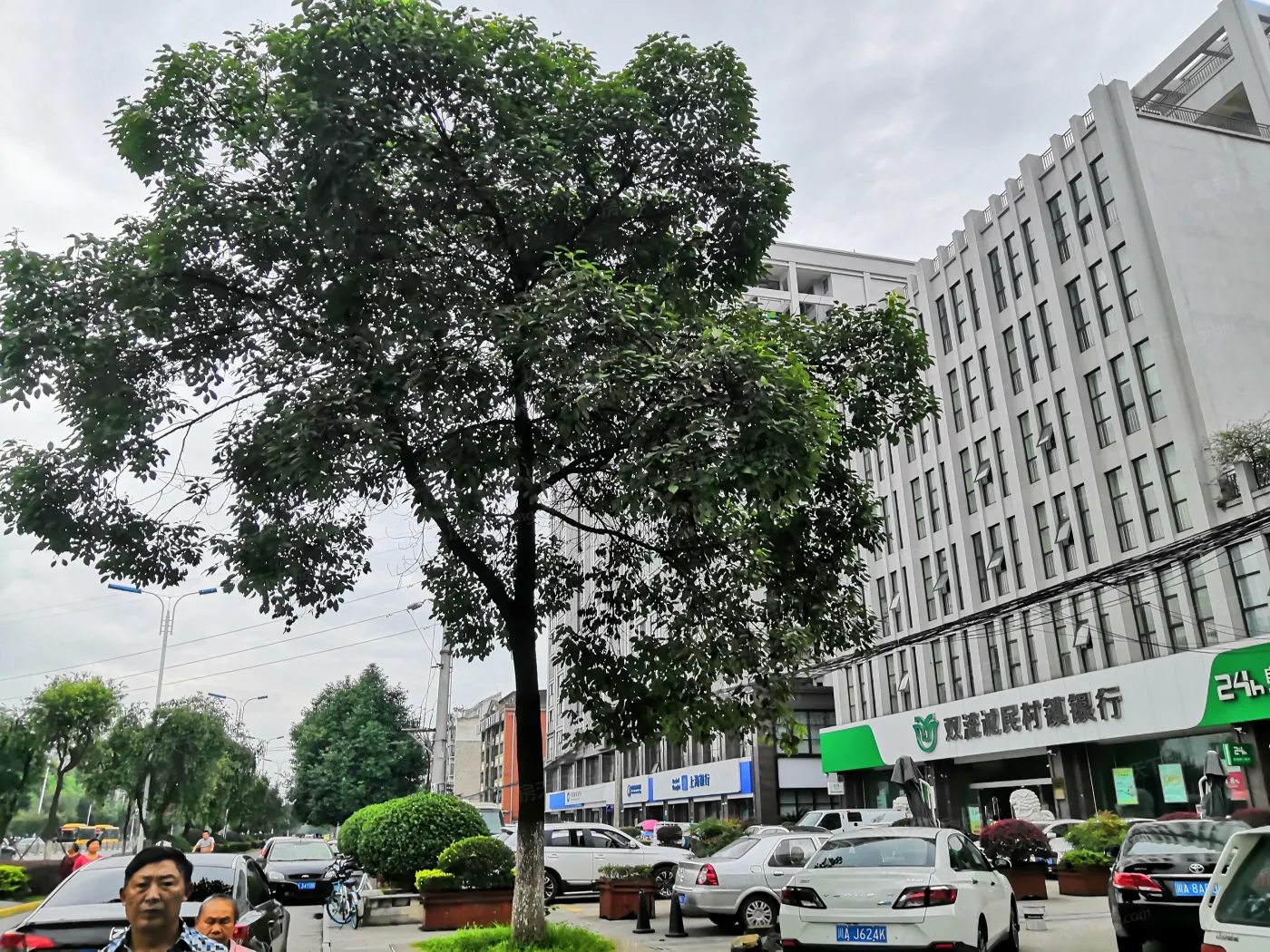 空港上辰3室2厅2卫东南朝向2400.00元/月出租