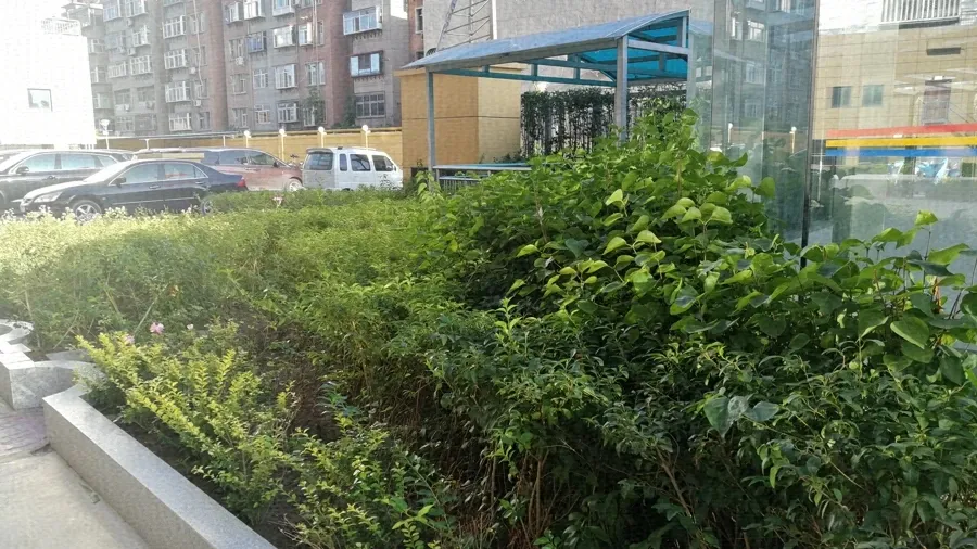 百悦梧桐中心实景图