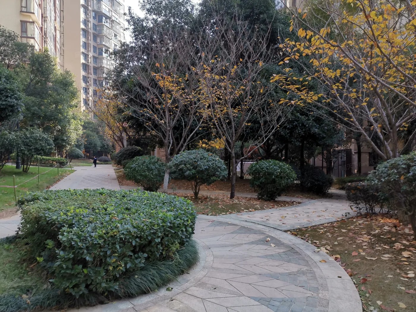 高信向日葵实景图
