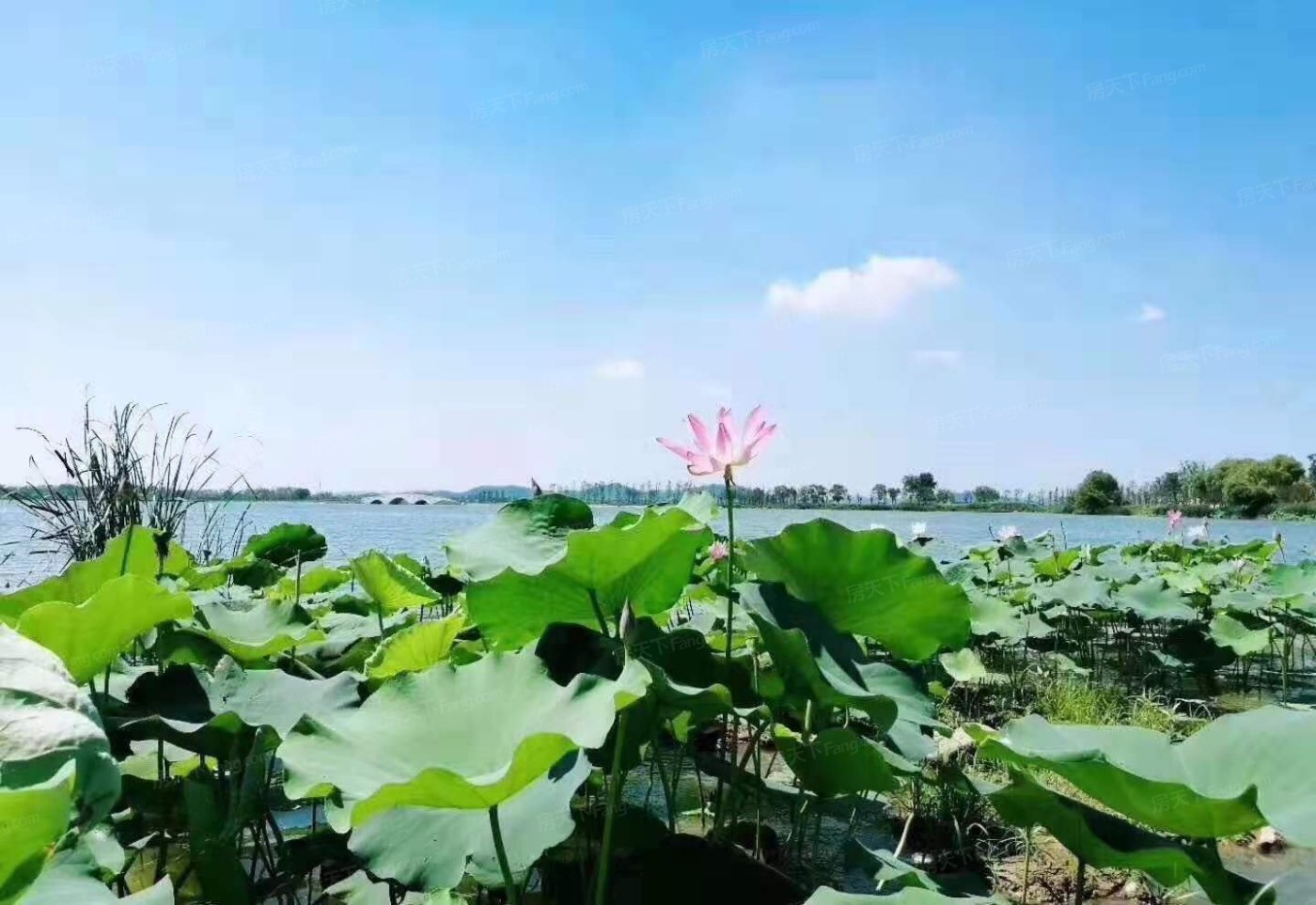 实景图:实景图小区环境