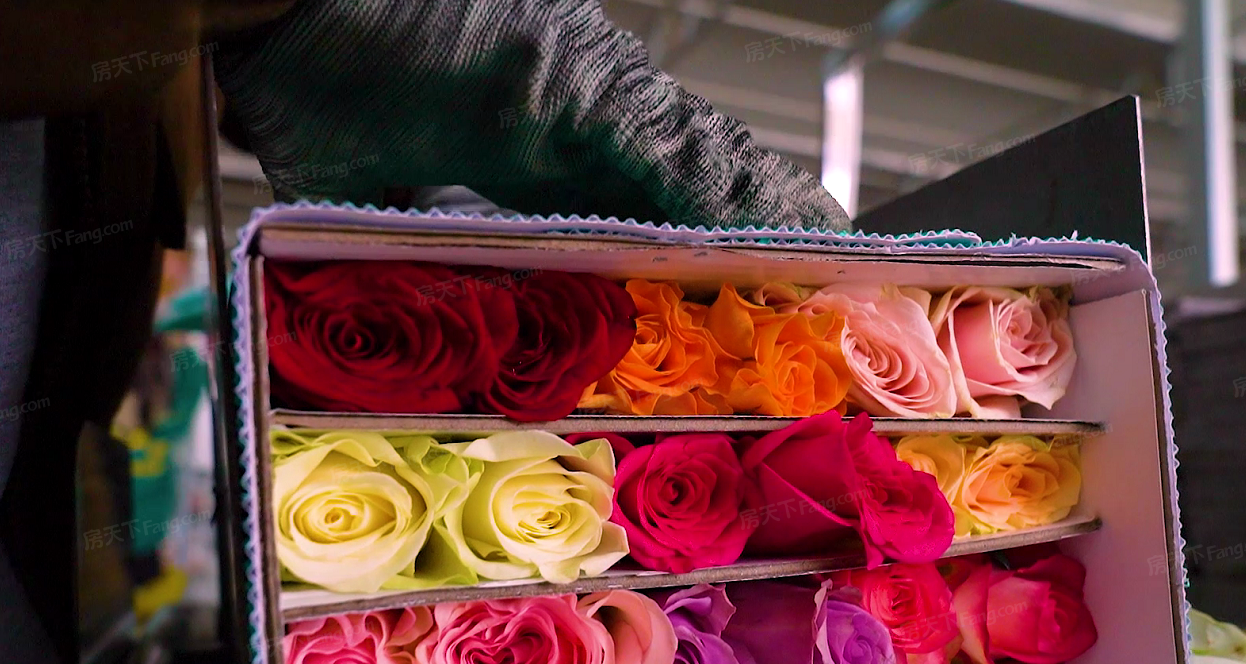双中心打造西北花卉产业链！兰州新区农投集团不只有玫瑰花