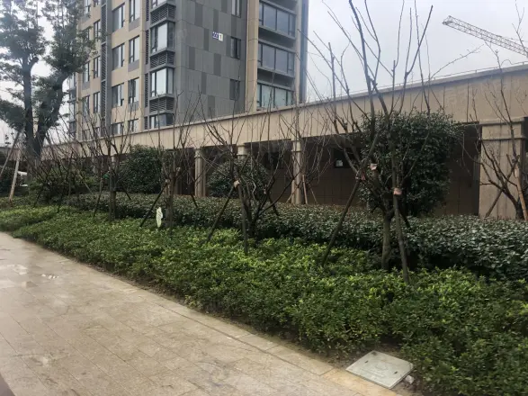 宏泰风花树