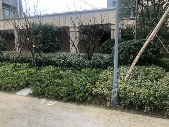 宏泰风花树