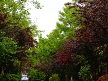 轻轨旁园博园的邻居 世外花园 三室一厅朝阳户型