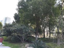 嘉定新城·保利天鹅语 甄稀顶楼复式 纯毛坯次新房 送车位