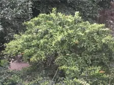 南坪 珊瑚小学综合大楼二房81万