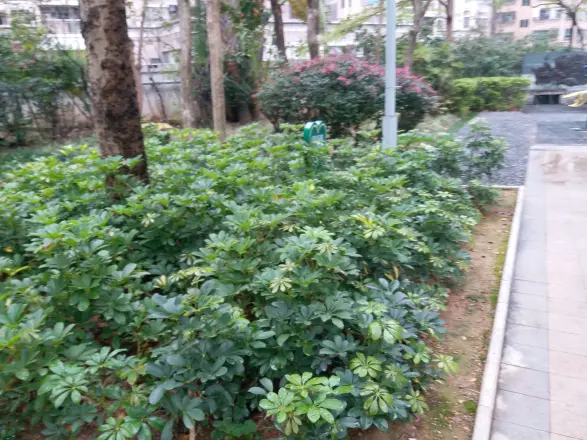 宝树台