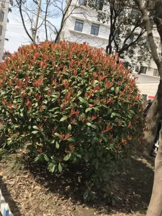 岚皋大楼