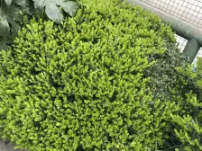 阳光大厦(普陀) 2室1厅 东