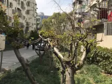 新上,小区花园位置,精装修,中间楼层,采光无遮挡