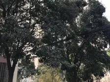 电梯房,近地铁,不靠近马路,居家装修,刚需好房,房型正气,卫生间全明