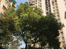 中环内电梯小户型,南向采光好近地铁