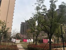 观河华府毛坯二房,户型方正,电梯井不在家,诚心出售