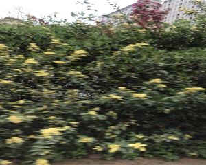 上东阳光美悦林3室2厅东北