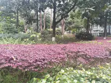 九号线天梨路旁正规三房业主诚心出售