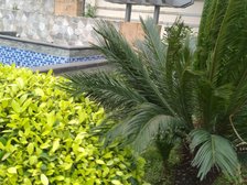 花香十二院 精装两房 带40㎡大平台可种花养狗小烧烤