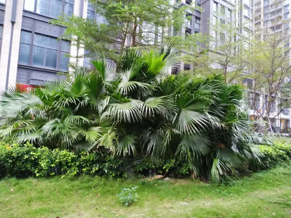 华联·城市全景