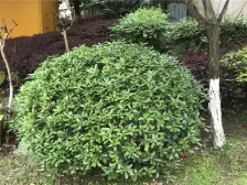 16年交房,品质小区,围合式中庭景观!