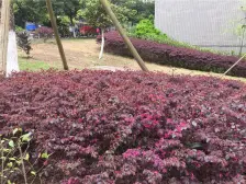 清水大两室,看房方便,随时可以