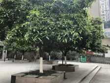 杨家坪 海丰楼五房125万