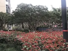 重庆天地雍江翠湖 2室1厅 南 西南
