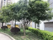 渝隆幸福居 2室1厅 东南