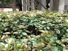 弹子石 兴欣佳园二房66万