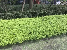 纯洋房社区 带花园40平 宜居