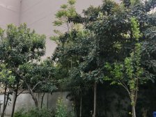 大湖城邦玫瑰园双拼西边户装修好诚意出售