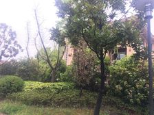 棕榈湾独栋别墅临河带四面花园6个车位