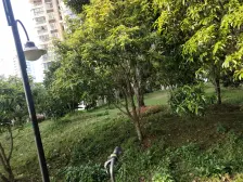 凤凰苑毛坯3房出售,交通方便,生活便利