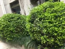 纪念路494弄小区2室西朝向300.00万元/套出售