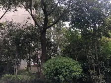 爱法珑庭 1室1厅 南
