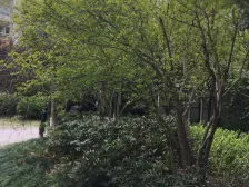 安亭新镇赋苑2室东朝向298.00万元/套出售