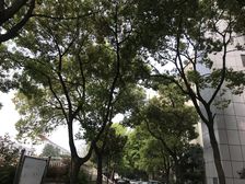 徐汇滨江南北户型低总价闹中取静