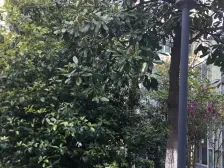 满五为一 复式 诚意出售,露苔+车位 挑空客厅