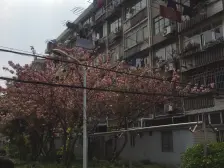 金桥新村一街坊 1室1厅 南