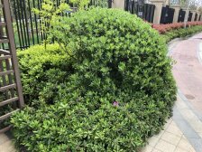 新上架 上叠 姑苏核芯 近地铁 繁华商圈 高档品质住宅