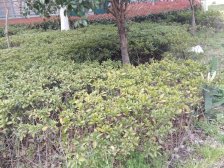 阳澄湖滨花园大厦 2室2厅 北