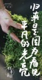 西山采茶活动