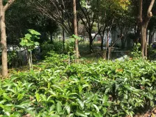 盘龙花园 大一室一厅 朝中庭 居家安静