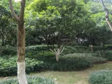 弹子石 国际社区海悦府三房