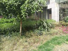 华韵天府 3室1厅 东南