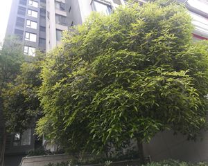 华韵天府4室2厅东北