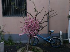 川沙·银龙小区·4室·1厅