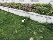 未来盛园 人车分流次新小区 洋房小区居住舒适